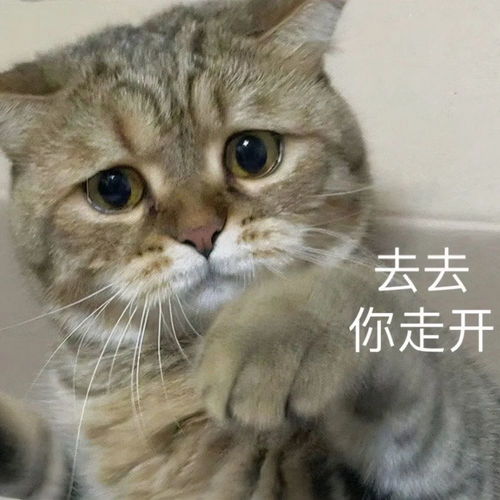 表情包图片大全