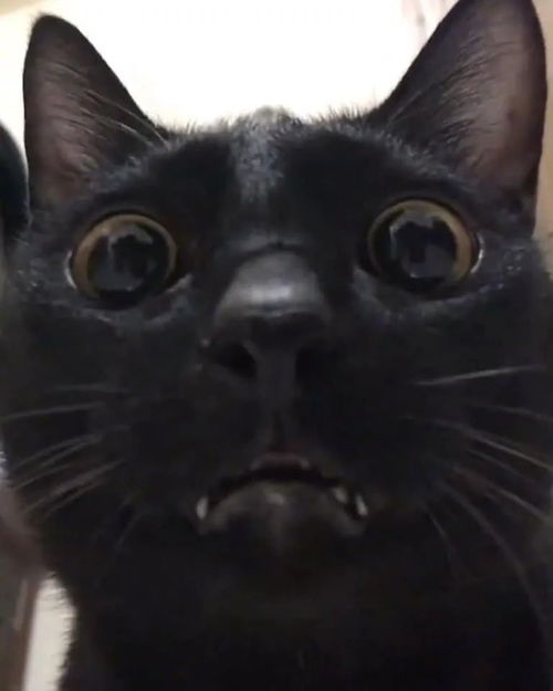 网友家的猫咪,每次拍照都靠得特别近