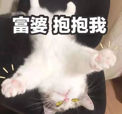 养猫人不外乎这4种最后一种我想和他做朋友