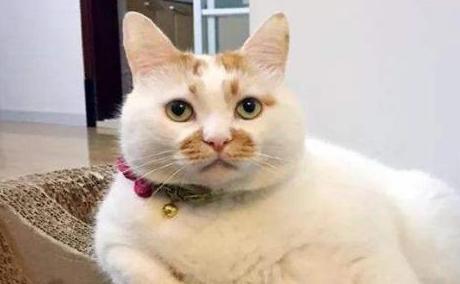 这些猫咪都是戏精,你可能不知道名字,但都见过它们的表情包