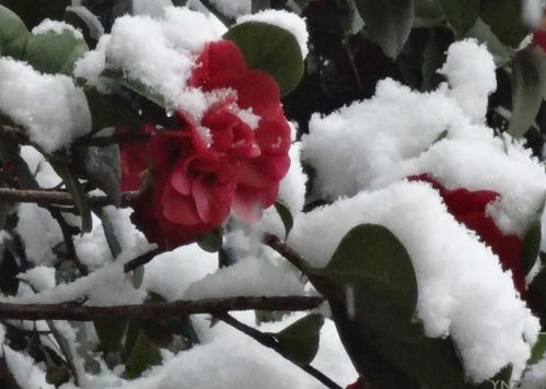 6种耐寒花,下雪天也能绚烂绽放,美丽动人又吉祥