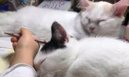 两只小奶猫陪主人写作业,没忍住睡着了,小表情太萌,网友羡慕