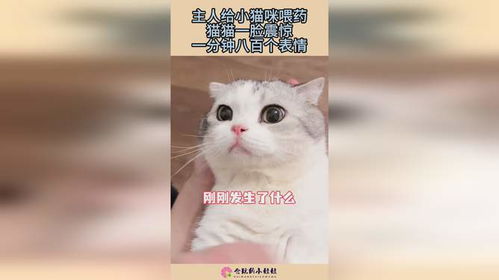 主人给小猫咪喂药,猫猫一脸震惊,一分钟八百个表情