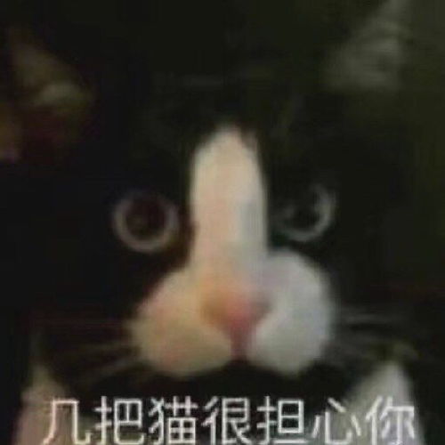 郑州喵生坎坷活泼亲人的橘白弟弟找领养...