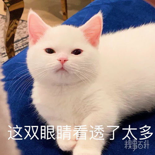 超可爱的蛋崽表情包