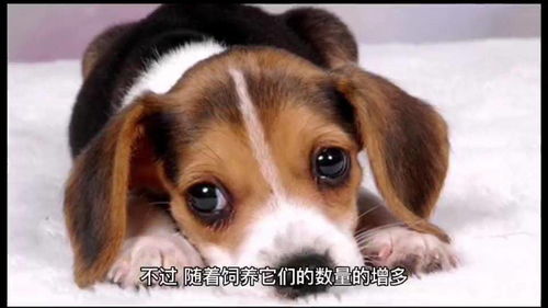 只因它是流浪狗,后背就被砍一刀,可哪怕这样,它依然亲人