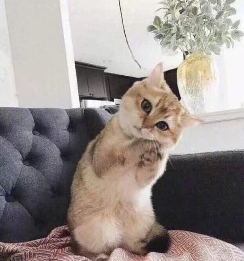 全心全意照顾别人家小孩的猫保姆,小猫不是亲妈胜似亲妈