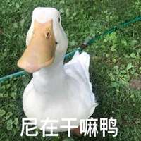 今天开心鸭表情包微信头像图片大全