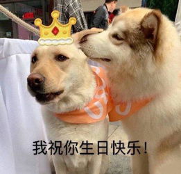 罗熙生日快乐表情包表情