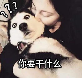 来一波宠物届行走的表情包,其实都是二傻子