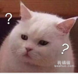 求这张猫一脸问号的表情包高清原图,谢谢