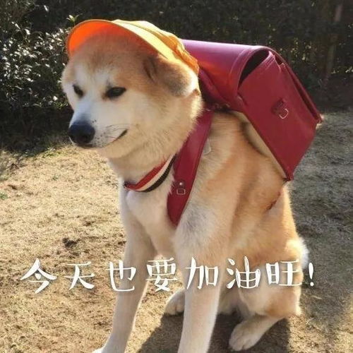 小狗骄傲的表情包