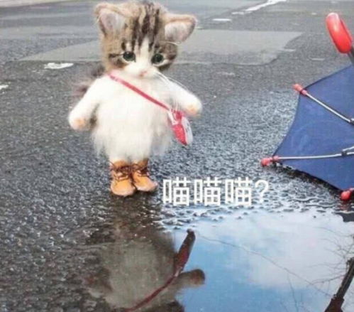 萌猫动态表情包状态