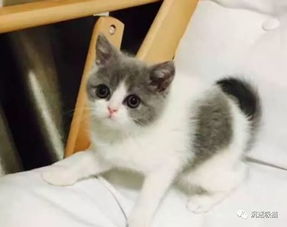 收养了一只小奶猫,精心喂养3个月后,老爸一看狂笑不止
