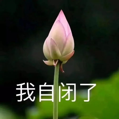 头像心动就是从期待你的打扰开始
