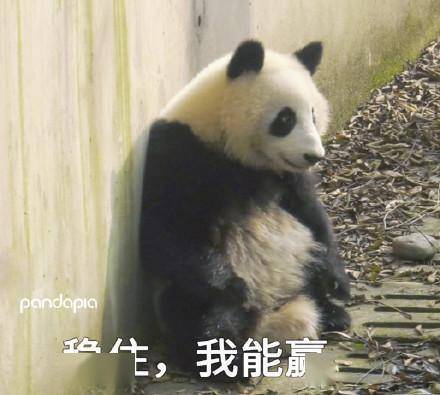 滚滚表情包第四弹表情包届王者,非我莫属