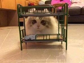 还记得吗睡在我上铺的那只喵