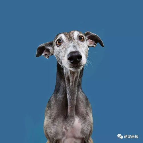 德国摄影师的摄影作品捕捉了狗狗们独特的表情