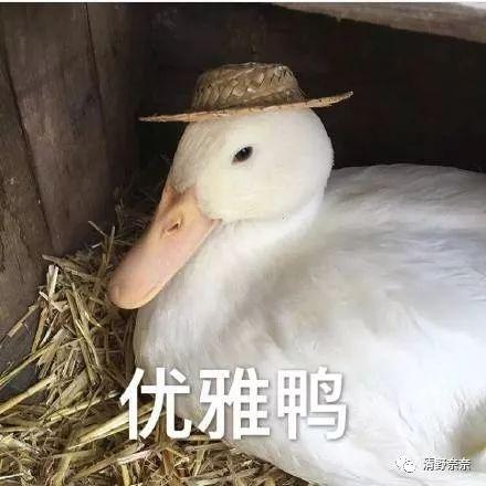adobe软件列表表情包对鸭