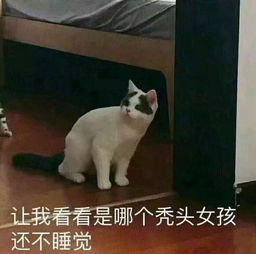 表情包丨我很高贵男人没机会