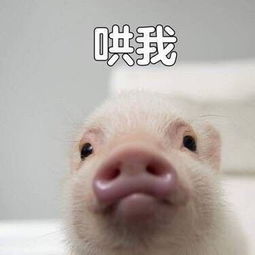 再问自杀这些你们一天发800次的表情包网红到底是谁vol.2