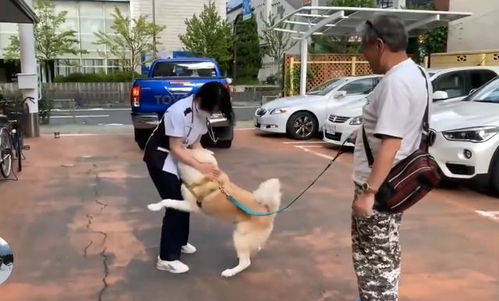 秋田犬去医院打针,中途换成男医生后,狗子的表情变了