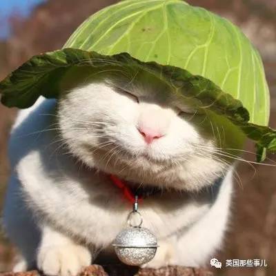这只治愈了无数网友的猫叔回猫星了你的手机一定有它的表情包