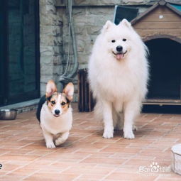 萨摩耶怎么训练