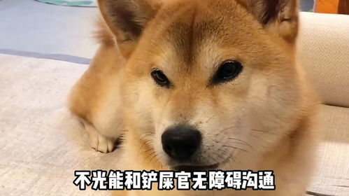 钟奇说耶的表情包狼群