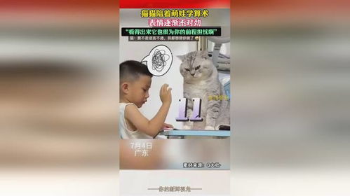 猫猫陪着萌娃学算术,表情逐渐不对劲,看得出来它也很为你的前程担忧啊