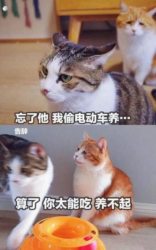 这些很火很萌的表情包,你还没有吧