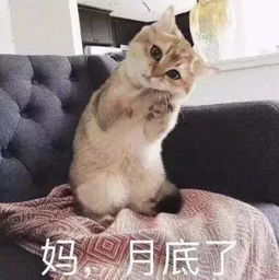 谁说吸猫毁一生,养猫穷三代不存在的