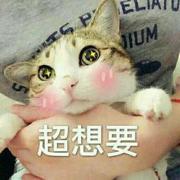 精神抖擞表情包熊猫眼聊微信