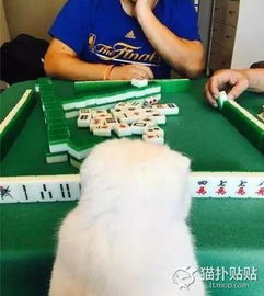 三缺一都能顶上我家猫咪喜欢看打麻将