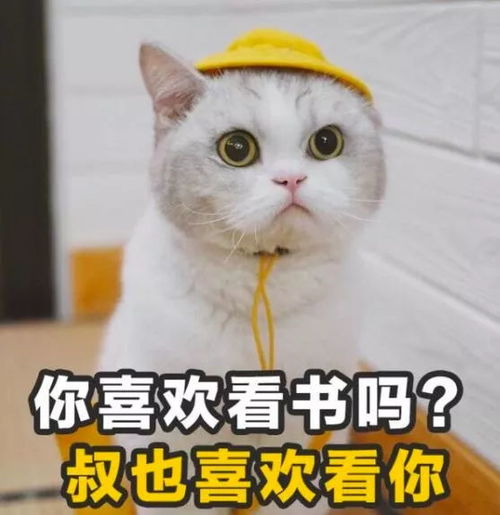 一大波猫咪表情包,总有一款适合你
