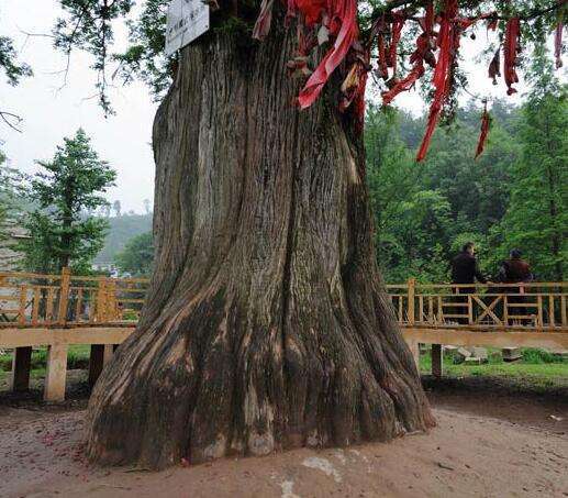 中国长寿树天下第一衫,存活1500年高9层楼,人称水杉王