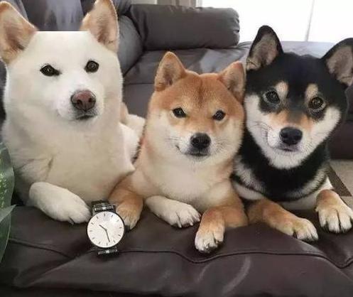 柴犬这么多人喜欢,但是为什么养的人这么少离不开这6点