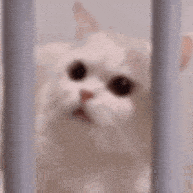 表情包萌猫咪表情不要打到我嘛
