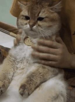 两只猫第一次见面,露出的表情让人笑喷,网友仇人见面分外眼红