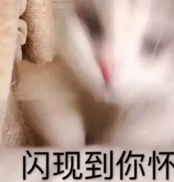 猫咪要抱抱表情包大全