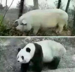 懒猪起床了表情包图片懒床