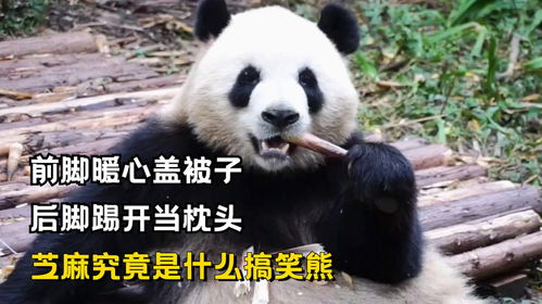 前脚暖心盖被子,后脚踢开当枕头,芝麻究竟是什么搞笑熊