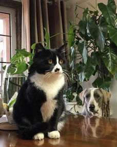 两只猫抱一起表情包爱猫