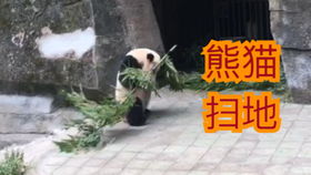 暴躁熊猫头