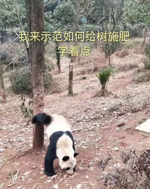 滚滚滚表情包图片大熊猫