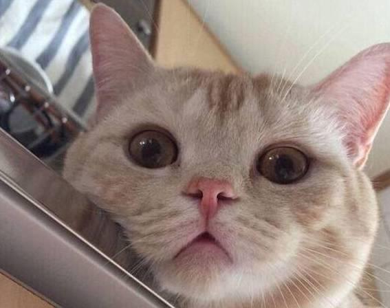 养猫6个月,我越来越讨厌猫了