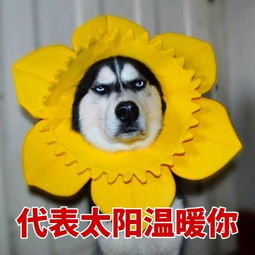 对科目二有阴影了怎么办该怎样通过