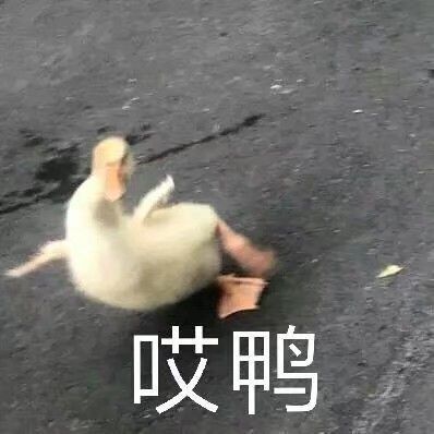 沙雕表情包我的爱情来了