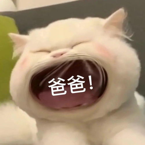 大嘴猫表情包要生活费专用