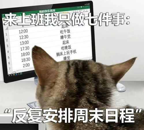 猫咪打工表情包来上班我只做七件事
